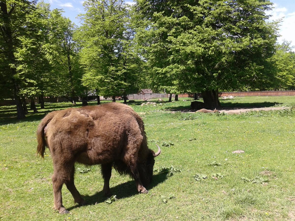 Cztery Pory Roku Pensionat Białowieża Eksteriør billede