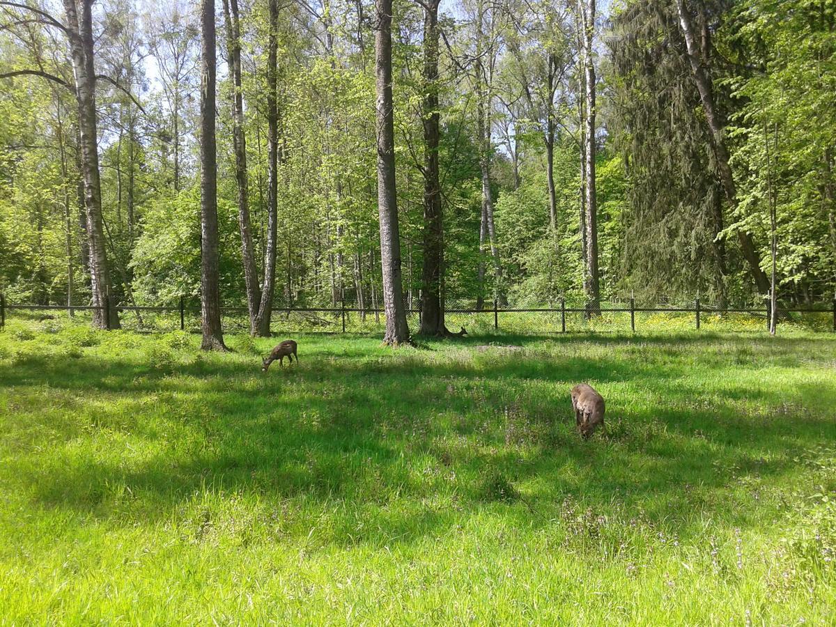 Cztery Pory Roku Pensionat Białowieża Eksteriør billede
