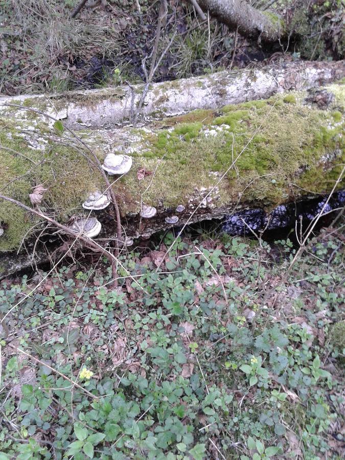 Cztery Pory Roku Pensionat Białowieża Eksteriør billede