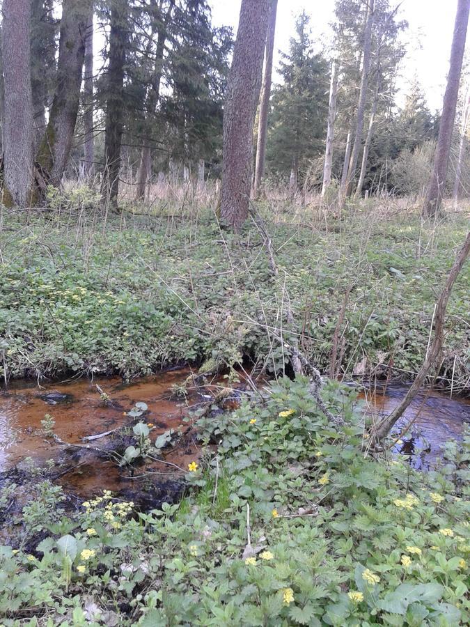 Cztery Pory Roku Pensionat Białowieża Eksteriør billede